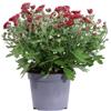 eGarden.store - Pianta vera di Crisantemo o Chrysanthemum diversi colori e grandezze - Pianta fiorita ornamentale commemorazione defunti da coltivare in giardino o in vaso (Rosso v.14 cm)