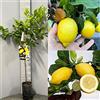 SAVINI VIVAI L'ARTE DI FARE NATURA SAVINI VIVAI Pianta di Limone Albero Agrumi Carrubaro Limone in Fitocella alta 100-120 cm di 1 anno di Innesto Made Italy