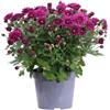 eGarden.store - Pianta vera di Crisantemo o Chrysanthemum diversi colori e grandezze - Pianta fiorita ornamentale commemorazione defunti da coltivare in giardino o in vaso (Fucsia v.14 cm)