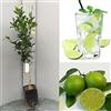 SAVINI VIVAI L'ARTE DI FARE NATURA SAVINI VIVAI Pianta di Agrumi Lime di Tahiti in Fitocella Altezza 100-120 cm di 1 anno di Innesto Made Italy
