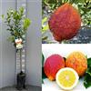 SAVINI VIVAI L'ARTE DI FARE NATURA SAVINI VIVAI Pianta di Limone Albero Agrumi Limone a Buccia Rossa in Fitocella Altezza 100-120 cm di 1 anno di Innesto Made Italy