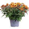eGarden.store - Pianta vera di Crisantemo o Chrysanthemum diversi colori e grandezze - Pianta fiorita ornamentale commemorazione defunti da coltivare in giardino o in vaso (Arancione v.14 cm)