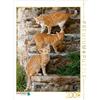 Calvendo Tre gatti dal manto rosso tigrato su una scala, puzzle da 2000 pezzi, dimensioni 670x900 mm, Menden Katho; 7396903