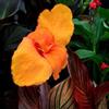 Generic 2bulbi di canna indica a primaverile, rara tuberi di cannabis freschi, decorazioni da giardino per esterno, mini giardino copertura