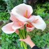 Generic calle - Zantedeschia aethiopica - giardino roccioso arredamento del soggiorno giardino roccioso tappezzanti all'aperto interno 9bulbi