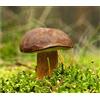 Mycelium Boletus Badius - Mycelium - Foresta di funghi - Coltiva i tuoi funghi!