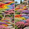 FNOIHMN granello di Thymus serpyllum-colori misti，resistente，a bassa manutenzione