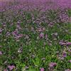 Generic verbena giardino varietà antiche copertura del terreno raro 80semi