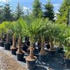 Vivaio di Castelletto Trachycarpus Fortunei Palma Cinese Chamaerops Excelsa tronco 70cm | h100/150cm