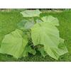 Generic Paulownia Pao Tong Z07 Oxytree Paulownia Tomentosa x Fortunei x Kawakami 10 grani fraîches
