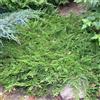 le Georgiche Vivai le Georgiche - Pianta vera di Juniperus horizontalis Prince of Wales Ginepro - vaso Ø 18 cm