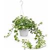 I Giardini di Giulia Edera Helix Pianta Ricadente da Interno | Vaso Ø 14 cm, Pianta da Appartamento, Crescita Ricadente