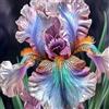 Sfdytg Stupefacente Iris, Perenne, Resistente - Giardini e Balconi, Adatta ai principianti-5bulbi-C