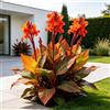 IFGFJR Canna Indica Rara/Perenne Indurito/Rizoma di Canna Indica/Rara/Bassa Manutenzione/Decorazione d'Interni-4bulbi-D