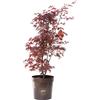Vannucci Piante - Acero giapponese, Pianta da terrazzo, Acer palmatum 'Bloodgood'