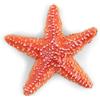 Papo Figura Realistica Stella Marina, Collezione Mondo Marino, Bambini 3+ Anni | Un pezzo da collezione dipinto a mano | perfetto per bimbe e bimbi | un'idea regalo originale per i più piccoli curiosi