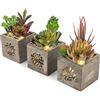 Lilly Pilly Piante artificiali decorative per interni in vaso, piante grasse finte, presentate in una vera scatola di legno con motivo unico e luci a LED, le nostre piante finte per camera da letto sono un