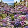 FNOIHMN granello di Thymus serpyllum-colori misti，resistente，a bassa manutenzione