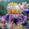 Sfdytg Stupefacente Iris, Perenne, Resistente - Giardini e Balconi, Adatta ai principianti-3bulbi-J