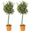 Bloomique - Set di 2 - Olea Europaea - Ulivo su Fusto - Pianta da Giardino - Resistente al Freddo - Alta 80-100 cm - Vaso da 19 cm