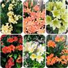 Generic Clivia in vaso giardino facile curare ufficio decorazioni autunnali 40semi