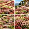 FNOIHMN granello di Thymus serpyllum-colori misti，resistente，a bassa manutenzione