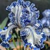 Sfdytg Stupefacente Iris, Perenne, Resistente - Giardini e Balconi, Adatta ai principianti-3bulbi-H