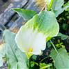 Generic Calle - Zantedeschia aethiopica - giardino roccioso d'appartamento esotiche giardino raro sul balcone resistenti, resistenti in vaso 3bulbi
