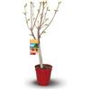 Générique Attitude Jardin - Ciliegio nano - Prunus avium - Albero da frutto - Varietà compatta - 80-90 cm - ⌀ 20 cm