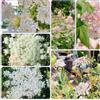 Generic Orlaya Grandiflora - facile coltivare decorazioni autunnali raro 850semi
