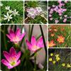 Generic Bulbi di Zephyranthes - bulbi di da balcone copertura del terreno resistenti in vaso Perenni resistenti arredamento del soggiorno per giardini rocciosi raro 15pcs