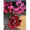 GT BIO 2 ciclamini ILLUSIA bellissimi TERRE DI ROMAGNA Made in Italy esterno interno vaso 14cm alti fatti con amore per amanti di piante ALTISSIMO LIVELLO colori misti