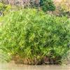Generic Cyperus papiro - per il giardino ornamentale, resistente balcone giardino resistenti in vaso esotiche terrazzo schermo per la privacy, 225semi
