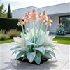 IFGFJR Canna Indica Rara/Perenne Indurito/Rizoma di Canna Indica/Rara/Bassa Manutenzione/Decorazione d'Interni-2bulbi-C
