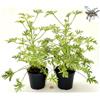 POWERS TO FLOWERS - GERANIO ODOROSO ANTINZANZARE A FOGLIA VARIEGATA, 2 PIANTE, VASO 12cm, OFFERTA ULTIMI 10 PEZZI!!!, piante vere