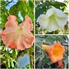 Generic Assortimento di trombe d'angelo in 3 colori Brugmansia suaveolens 15+ semi V 194