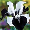 Sfdytg Stupefacente Iris, Perenne, Resistente - Giardini e Balconi, Adatta ai principianti-3bulbi-G