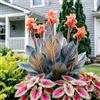 IFGFJR Canna Indica Variegata/Perenne Indurito/Rizoma di Canna Indica/Variegata/Bassa Manutenzione/Decorazione d'Interni-3bulbi-a
