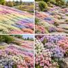 FNOIHMN granello di Thymus serpyllum-colori misti，resistente，a bassa manutenzione