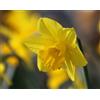 Generico Bulbi di Narcisi gialli, narciso dutch master | MY PLANTIS | Bulbi autunnali