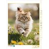 Calvendo Puzzle CALVENDO Il gatto Maine Coon corre pieno di energia in un prato fiorito di primavera. | Puzzle da 2000 pezzi di dimensioni 90x67 cm per ore felici