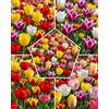 DUTCH BULBS EXCLUSIVE PLANTS FROM HOLLAN Tulipani perenni resistenti al freddo - 100 bulbi multicolore | Fioritura precoce e tardiva, fiori semplici o doppi - origine olandese, senza semi né piante artificiali