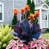 IFGFJR Canna Indica Variegata/Perenne Indurito/Rizoma di Canna Indica/Variegata/Bassa Manutenzione/Decorazione d'Interni-1bulbi-E
