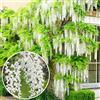GardenersDream Wisteria sinensis - Arbusto rampicante deciduo resistente a fioritura bianca per giardino (2L, 60-80cm)