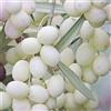 AMDGarden Pianta Albero OLIVO BIANCO CALABRESE da mensa OLIO Leucocarpa AMDGarden