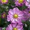 le Georgiche Vivai le Georgiche - Pianta vera di Anemone hupehensis Emmy Deep Rose - vaso Ø 18 cm