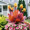 IFGFJR Canna Indica Variegata/Perenne Indurito/Rizoma di Canna Indica/Variegata/Bassa Manutenzione/Decorazione d'Interni-5bulbi-B