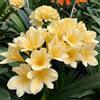 Generic Clivia - in vaso rampicanti da balcone arredamento del soggiorno giardino sul balcone decorazioni da giardino per esterni serra interna tappezzante 100semi