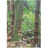 TROPICA - Bambù Gigante (Dendrocalamus gigantea) - 100 Semi - Erbe/Bambù