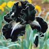 Sfdytg Stupefacente Iris, Perenne, Resistente - Giardini e Balconi, Adatta ai principianti-3bulbi-F